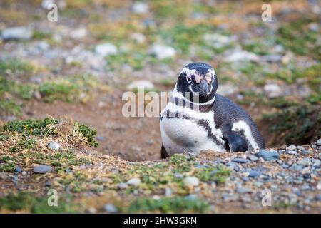 Pingouin Patagonien magellan dans la réserve faunique isla magdalena y marta Banque D'Images