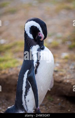 Pingouin Patagonien magellan dans la réserve faunique isla magdalena y marta Banque D'Images