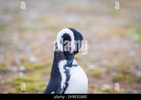 Pingouin Patagonien magellan dans la réserve faunique isla magdalena y marta Banque D'Images