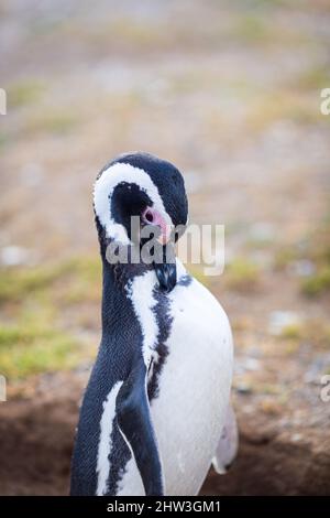 Pingouin Patagonien magellan dans la réserve faunique isla magdalena y marta Banque D'Images