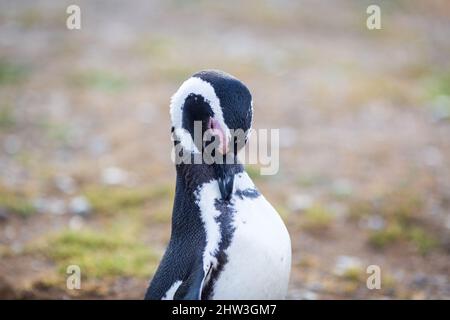 Pingouin Patagonien magellan dans la réserve faunique isla magdalena y marta Banque D'Images