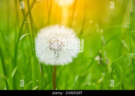 Un pissenlit mûr blanc dans un champ vert à la lumière du soleil du matin. Arrière-plan nature printemps ou été avec espace de copie. Banque D'Images