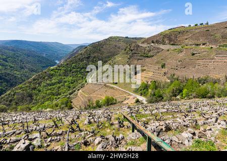 Magnifique paysage au milieu des montagnes de vignes dans la Ribeira Sacra Banque D'Images