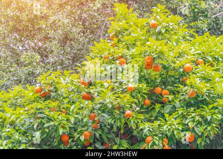 Couronne mandarine avec fruits dans le parc Banque D'Images