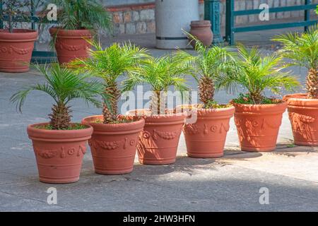 Rangée de plantes en pot dans la cour palmiers Banque D'Images