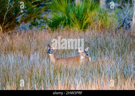 Deux cerfs dans la grande herbe de marais au parc national de Skidaway Island, GA. Banque D'Images