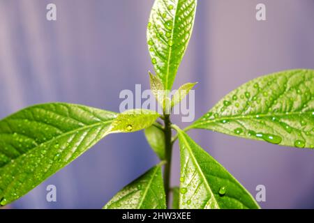gros plan de feuilles d'avocat avec gouttes d'eau sur fond bleu Banque D'Images