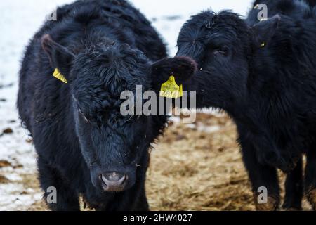 Portrait en gros plan de deux Aberdeen Angus noirs sur l'herbe de foin de la ferme Banque D'Images