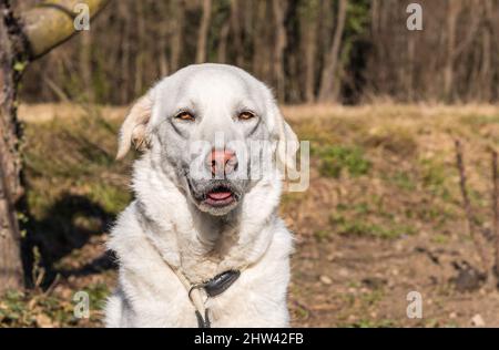 Portrait du jeune berger blanc de Maremme dans le jardin. Banque D'Images