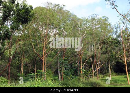 Un bosquet d'eucalyptus arc-en-ciel dans l'arboretum de Keahu sur l'île de Kauai, Hawaï, États-Unis Banque D'Images