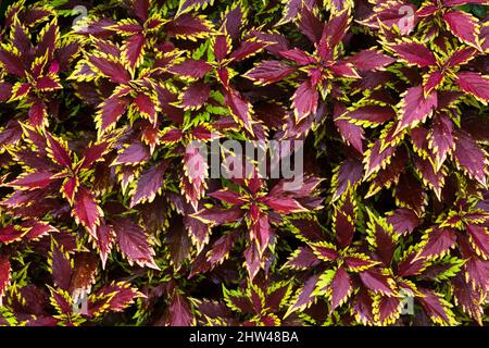 Solenostemon - Coleus à la fin de l'été. Banque D'Images