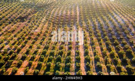 Les oliveraies andalouses de Jaen, qui abritent 37,6% de la superficie totale des oliveraies en Andalousie, en Espagne, les plus grands producteurs du pays et le monde Banque D'Images