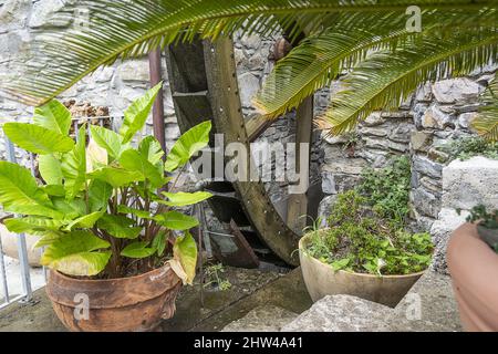 Vue sur une roue en bois depuis un ancien moulin à eau, dans le village de Manarola, Cinque Terre, Italie. Banque D'Images
