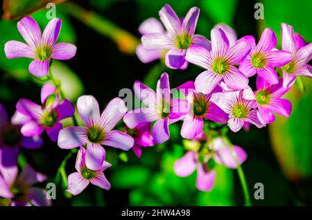 L'ostrére de bois rose (Oxalis degris) pousse à l'état sauvage, le 1 mars 2022, à Bayou la Batre, Alabama. La plante vivace est originaire d'Amérique du Sud. Banque D'Images