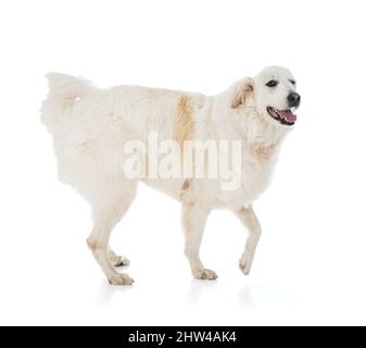 Grand Pyrenees ou Pyrénéen Mountain Dog sur fond blanc Banque D'Images