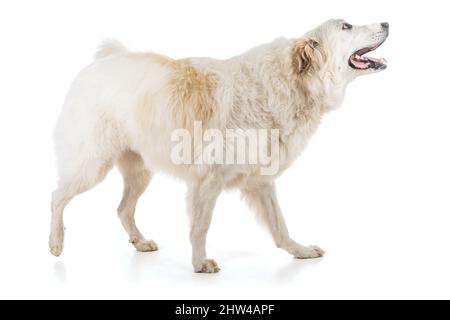 Grand Pyrenees ou Pyrénéen Mountain Dog sur fond blanc Banque D'Images