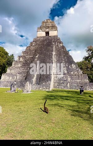 Coatimundi devant le Temple I au Parc national de Tikal, Petén, Guatemala Banque D'Images