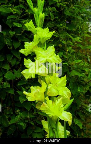 Gros plan de grandes fleurs vertes de Gladiolus Green Star sur un fond de feuilles un été florissant cormous vivace qui est à moitié robuste Banque D'Images