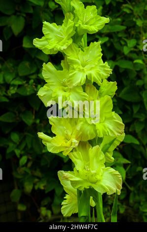 Gros plan de grandes fleurs vertes de Gladiolus Green Star sur un fond de feuilles un été florissant cormous vivace qui est à moitié robuste Banque D'Images