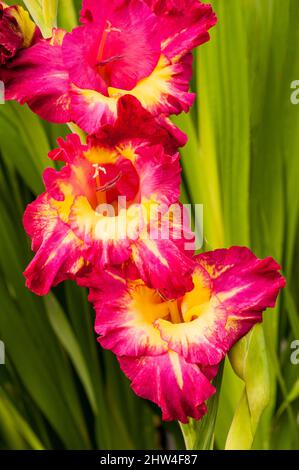 Gros plan de grandes fleurs rouges et jaunes de Gladiolus Stereo sur un fond de feuilles un été florissant cormous vivace qui est à moitié robuste Banque D'Images
