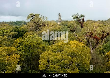 Temple III s'élève au-dessus de la jungle au parc national de Tikal, Petén, Guatemala Banque D'Images