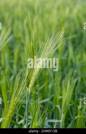 Gros plan sélectif sur les épis verts de blé focalisés sur le champ agricole Banque D'Images