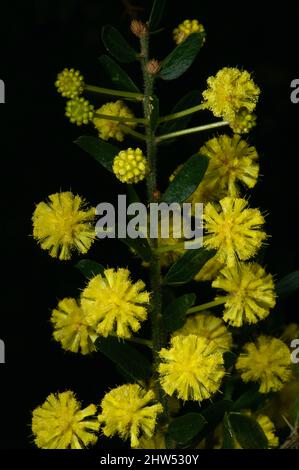 Hedge Wattle (Acacia paradoxa) a obtenu son nom des premiers colons l'utilisant pour garder leur stock dedans - et prédateurs dehors! Voir les épines sur la tige. Banque D'Images