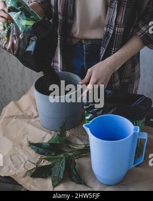 Une femme jette un sol dans le pot pour préparer la plantation d'un jeune sprint Banque D'Images