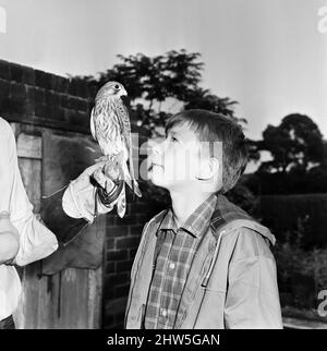 David Bradley, (14 ans) jouant la partie de Billy Casper, en photo avec son Kestral, sur le tournage du film Kes. KES est un film dramatique de 1969 réalisé par Ken Loach et produit par Tony Garnet. Le film est basé sur le roman de 1968 A Kestrel for a Knave, écrit par l'auteur de Barnsley Barry Hines. Le film est classé septième dans le Top Ten (British) films de l'Institut britannique du film et parmi les dix premiers dans sa liste des 50 films que vous devriez voir à l'âge de 14 ans. Le film a été tourné sur place autour de Barnsley, dans le Yorkshire, y compris l'école St. Helens, Athersley South, plus tard rebaptisée Banque D'Images