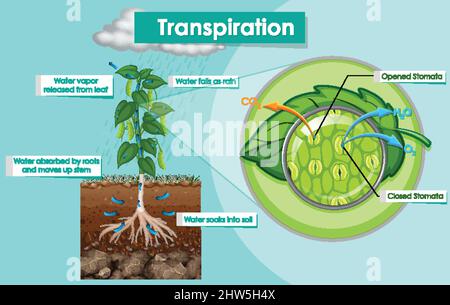Illustration de la transpiration Illustration de Vecteur