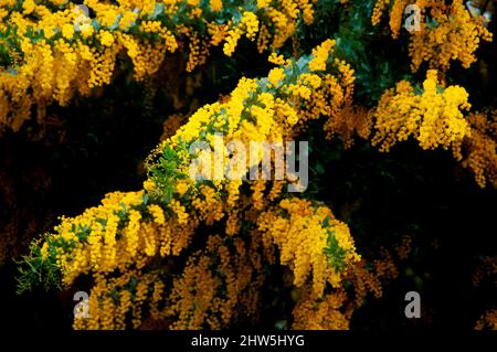 Acacia dealbata Floraison Plant - Australie Banque D'Images