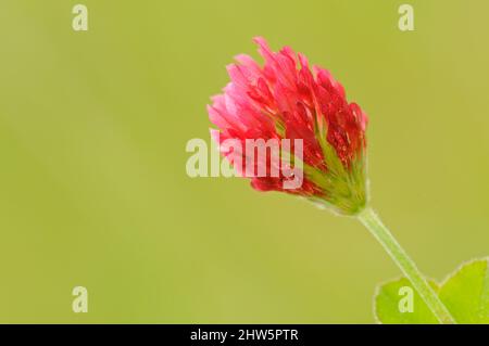 Trèfle cramoisi, Trifolium incarnatum, trèfle écarlate, trèfle italien, trèfle carnation, Breckland, Norfolk, mai, printemps, gros plan Banque D'Images