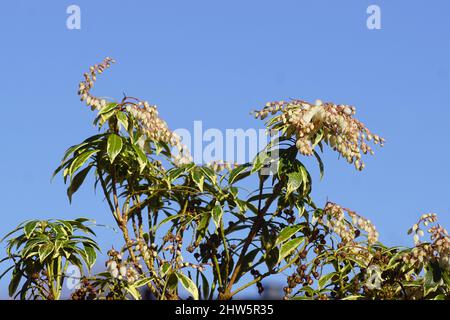 Fleurs blanches de Pieris (Pieris japonica variegata). Heath, famille de la bruyère (Ericaceae). Floraison à la fin de l'hiver. Ciel bleu, pays-Bas, Banque D'Images