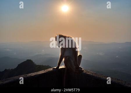 Le rhésus macaque des collines de Sahyadri chaînes de ghats de l'ouest mahadevgad, Amboli, Maharashtra, Inde. Banque D'Images