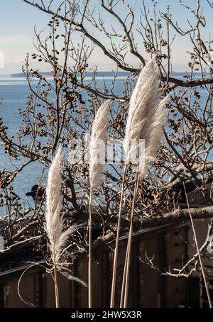 Panaches de gazon de pampas blanc. Pampas Grass Cortaderia selloana dans le jardin Banque D'Images