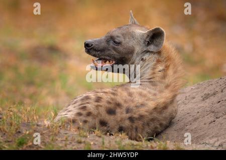 Jeune hyena pup, coucher de soleil en soirée. Hyena, portrait détaillé. Hyène tachetée, crocuta crocuta, animal en colère près du trou d'eau, beau soleil du soir Banque D'Images