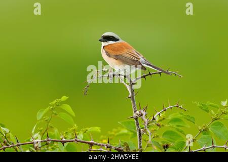 Crevettes rouges, Lanius collurio, oiseau de Bulgarie. Animal dans l'habitat de la nature, Europe. Shrike assis sur la branche. Banque D'Images