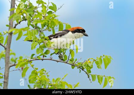 La crevette Woodchat, sénateur Lanius, oiseau de Bulgarie dans l'habitat naturel. Banque D'Images