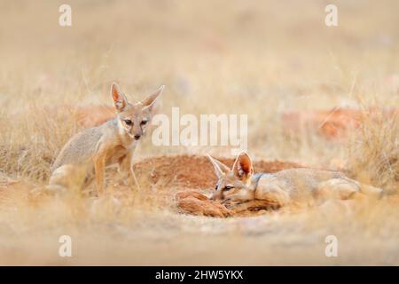 Renard indien, Vulpes bengalensis, parc national de Ranthambore, Inde. Animal sauvage dans l'habitat de la nature. Renard près du trou de terre de nidification. Chien sauvage avec de grandes oreilles. Banque D'Images