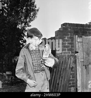 David Bradley, (14 ans) jouant la partie de Billy Casper, en photo avec son Kestral, sur le tournage du film Kes. KES est un film dramatique de 1969 réalisé par Ken Loach et produit par Tony Garnet. Le film est basé sur le roman de 1968 A Kestrel for a Knave, écrit par l'auteur de Barnsley Barry Hines. Le film est classé septième dans le Top Ten (British) films de l'Institut britannique du film et parmi les dix premiers dans sa liste des 50 films que vous devriez voir à l'âge de 14 ans. Le film a été tourné sur place autour de Barnsley, dans le Yorkshire, y compris l'école St. Helens, Athersley South, plus tard rebaptisée Banque D'Images