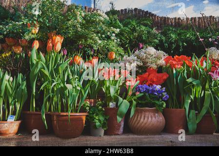 De nombreux pots en céramique avec des fleurs de printemps lumineuses sont disposés en rangée. Banque D'Images