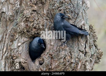 Jackdaw, Corvus monedula, deux oiseaux par trou de nid dans l'arbre, Gloucestershire, mars 2022 Banque D'Images