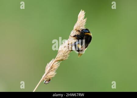 Bumble Bee avec petit coléoptère, gros plan. Assis sur l'herbe dans la prairie au crépuscule. Genre Bombus pratorum. Arrière-plan vert naturel flou, espace de copie. Banque D'Images