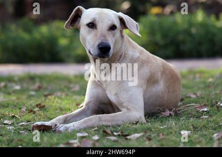 Chien de paria indien, également connu sous le nom de chien de pye d'Asie du Sud et de Deci, assis dans une herbe Banque D'Images