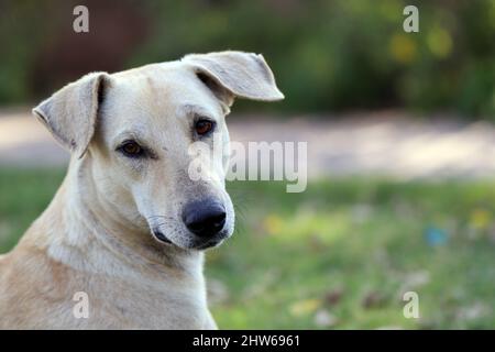Chien de paria indien, également connu sous le nom de chien de pye d'Asie du Sud et de Desi Dog gros plan. Banque D'Images