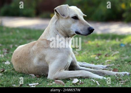 Chien de paria indien, également connu sous le nom de chien de pye d'Asie du Sud et de Deci, assis dans une herbe Banque D'Images