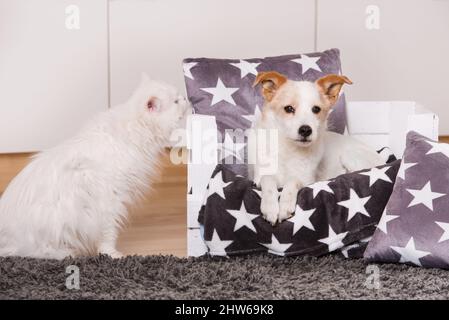 Chat et chien dans un salon Banque D'Images