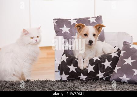 Chat et chien dans un salon Banque D'Images