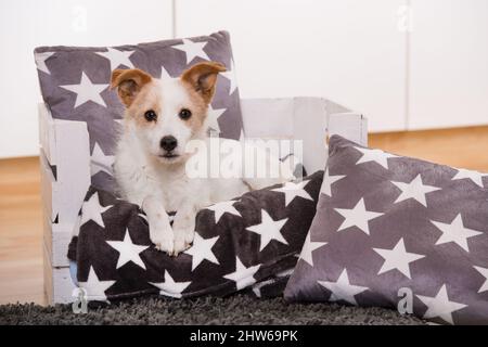 Chat et chien dans un salon Banque D'Images