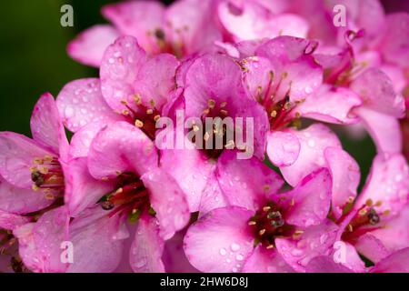 Bergenia cordifolia rose fleurs et gouttes de pluie gros plan Banque D'Images